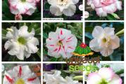 Adenium obesum beli multipetal mix  - paket od 5 semenki